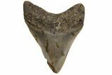 Juvenile Megalodon Tooth - North Carolina #210145-1